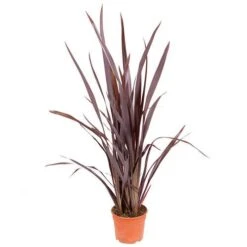 Phormium 'Black Adder' 19 Phormium 'Black Adder' -Garden Bulbs Store 560481 8