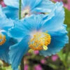 Blue Himalayan Poppy -Garden Bulbs Store 560486