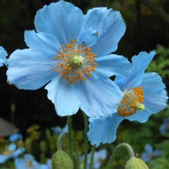 Blue Himalayan Poppy -Garden Bulbs Store 560486 2