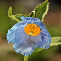Blue Himalayan Poppy -Garden Bulbs Store 560486 3