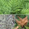 Colourful Hardy Fern Collection -Garden Bulbs Store 560578