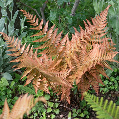 Colourful Hardy Fern Collection 5 Colourful Hardy Fern Collection - Image 3