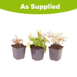 Colourful Hardy Fern Collection 11 Colourful Hardy Fern Collection -Garden Bulbs Store 560578 4