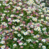 Erigeron Karvinskianus 'Profusion' Mexican Fleabane -Garden Bulbs Store 560640