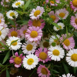 Erigeron Karvinskianus 'Profusion' Mexican Fleabane -Garden Bulbs Store 560640 1