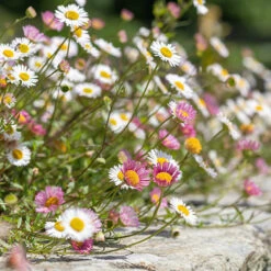 Erigeron Karvinskianus 'Profusion' Mexican Fleabane -Garden Bulbs Store 560640 3