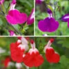 Salvia 'Lips' Collection -Garden Bulbs Store 560668