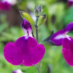 Salvia 'Lips' Collection -Garden Bulbs Store 560668 2