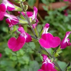 Salvia 'Lips' Collection -Garden Bulbs Store 560668 3