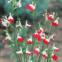 Salvia 'Lips' Collection -Garden Bulbs Store 560668 4