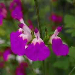 Salvia 'Lips' Collection -Garden Bulbs Store 560668 5