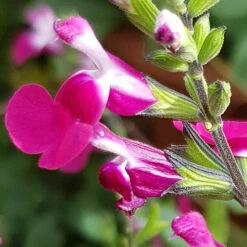 Salvia 'Lips' Collection -Garden Bulbs Store 560668 6