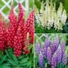 Hardy Lupin 'Gallery' Series -Garden Bulbs Store 560709