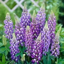 Hardy Lupin 'Gallery' Series -Garden Bulbs Store 560709 3