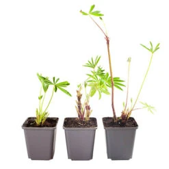 Hardy Lupin 'Gallery' Series -Garden Bulbs Store 560709 4