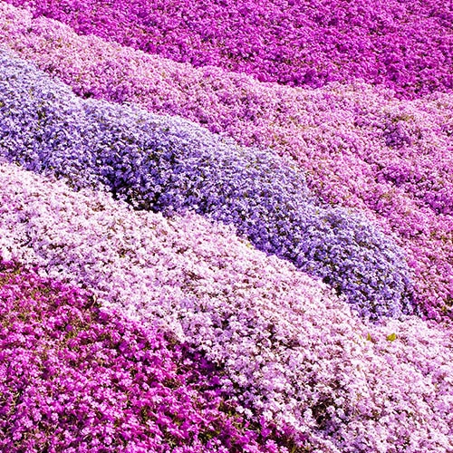 Carpet Phlox Collection 3 Carpet Phlox Collection