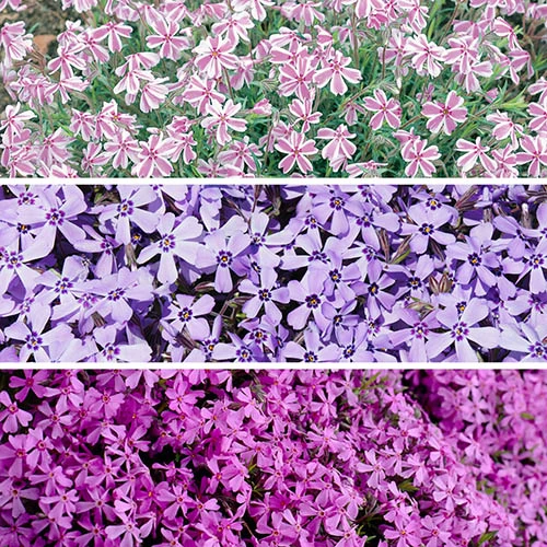 Carpet Phlox Collection 4 Carpet Phlox Collection - Image 2
