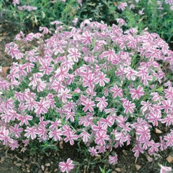 Carpet Phlox Collection 10 Carpet Phlox Collection -Garden Bulbs Store 560712 2