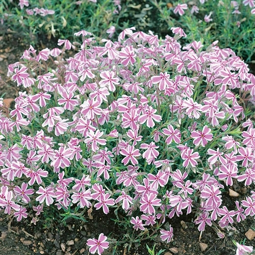 Carpet Phlox Collection 5 Carpet Phlox Collection - Image 3