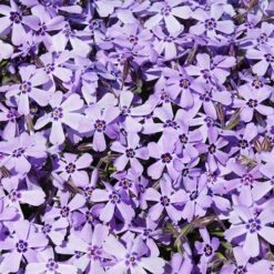 Carpet Phlox Collection 11 Carpet Phlox Collection -Garden Bulbs Store 560712 3