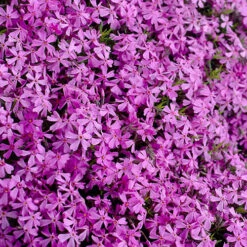 Carpet Phlox Collection 12 Carpet Phlox Collection -Garden Bulbs Store 560712 4