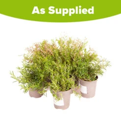 Carpet Phlox Collection 13 Carpet Phlox Collection -Garden Bulbs Store 560712 5