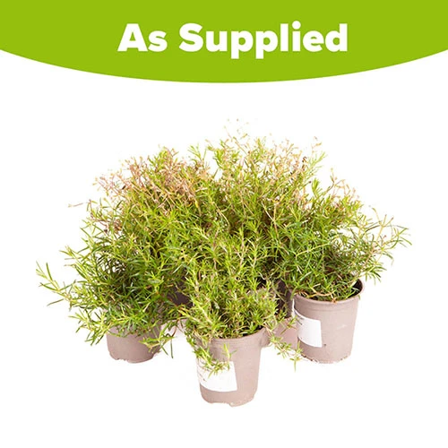 Carpet Phlox Collection 8 Carpet Phlox Collection - Image 6