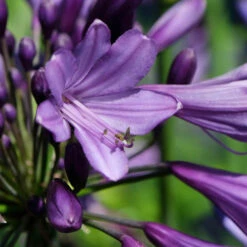 Agapanthus 'Poppin Purple' -Garden Bulbs Store 560829 2