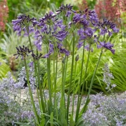 Agapanthus 'Poppin Purple' -Garden Bulbs Store 560829 3