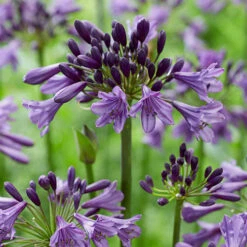 Agapanthus 'Poppin Purple' -Garden Bulbs Store 560829 4