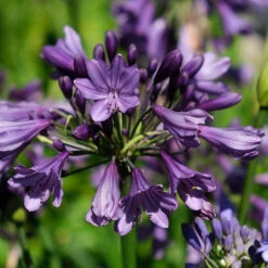 Agapanthus 'Poppin Purple' -Garden Bulbs Store 560829 5