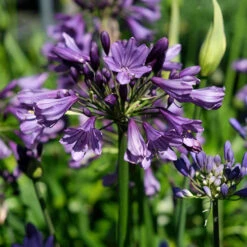 Agapanthus 'Poppin Purple' -Garden Bulbs Store 560829 6