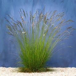 Festuca 'Sunrise' -Garden Bulbs Store 560942 2