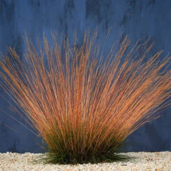 Festuca 'Sunrise' -Garden Bulbs Store 560942 3