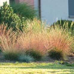 Festuca 'Sunrise' -Garden Bulbs Store 560942 4