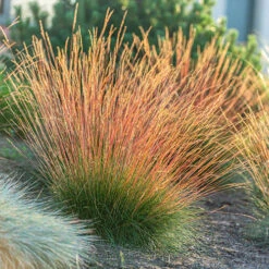 Festuca 'Sunrise' -Garden Bulbs Store 560942 6