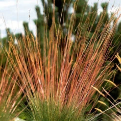 Festuca 'Sunrise' -Garden Bulbs Store 560942 7