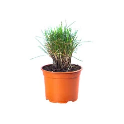 Festuca 'Sunrise' -Garden Bulbs Store 560942 8