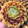 Sempervivum 'Lemon Flare' 2 Sempervivum 'Lemon Flare' -Garden Bulbs Store 560989