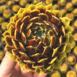 Sempervivum 'Lemon Flare' 7 Sempervivum 'Lemon Flare' -Garden Bulbs Store 560989 1