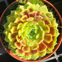 Sempervivum 'Lemon Flare' 8 Sempervivum 'Lemon Flare' -Garden Bulbs Store 560989 2