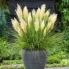 Cortaderia 'Tiny Pampa' -Garden Bulbs Store 560990