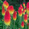 Kniphofia Flamenco 'Red Hot Poker' -Garden Bulbs Store 560996