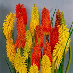 Kniphofia Flamenco 'Red Hot Poker' -Garden Bulbs Store 560996 1