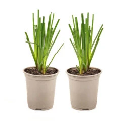 Kniphofia Flamenco 'Red Hot Poker' -Garden Bulbs Store 560996 2