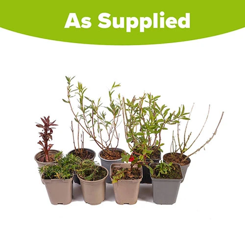 Hardy Perennial Plant Lucky Dip 8 Hardy Perennial Plant Lucky Dip - Image 6