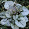 Brunnera Macrophylla Jack Frost 9cm X3 1 Brunnera Macrophylla Jack Frost 9cm X3 -Garden Bulbs Store 561054