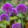 Allium Lavender Bubbles -Garden Bulbs Store 561055