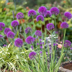 Allium Lavender Bubbles -Garden Bulbs Store 561055 1