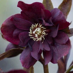 Hellebore Double Ellen